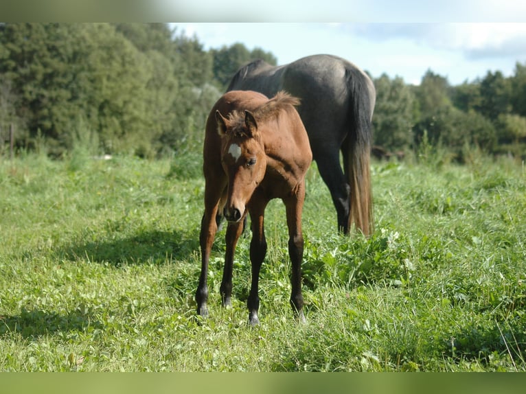 Koń berberyjski Klacz 2 lat 151 cm Gniada in Grafschaft