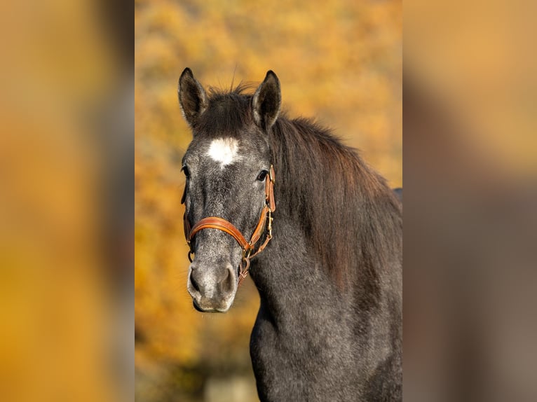 Koń berberyjski Klacz 2 lat 158 cm Siwa in Hermeskeil