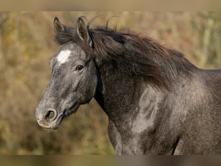 Koń berberyjski Klacz 2 lat 158 cm Siwa in Pluwig