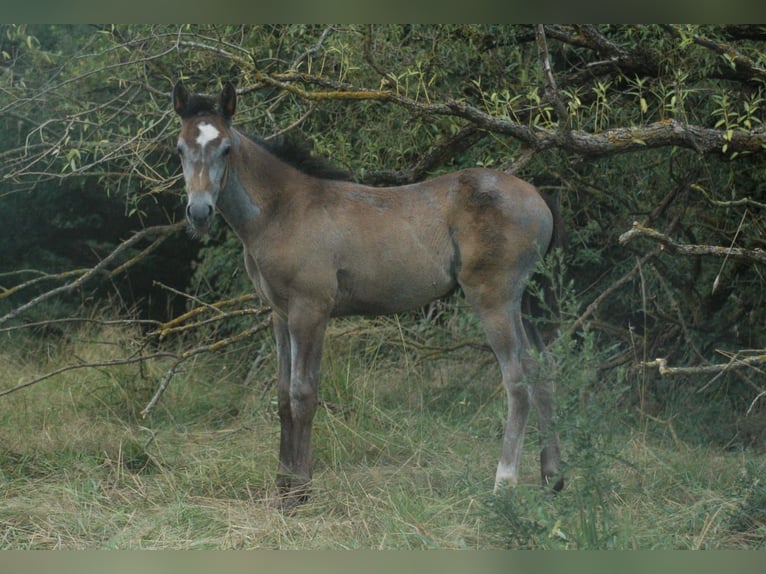 Koń berberyjski Klacz 2 lat Gniada in Grafschaft