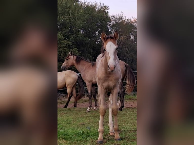 Koń berberyjski Klacz 3 lat in Stelzenberg