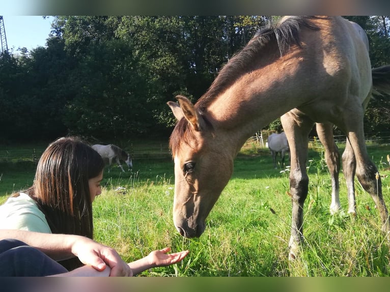 Koń berberyjski Klacz 3 lat in Stelzenberg
