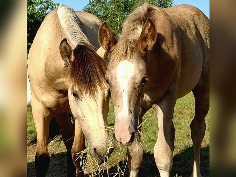 Koń berberyjski Klacz 3 lat in Stelzenberg