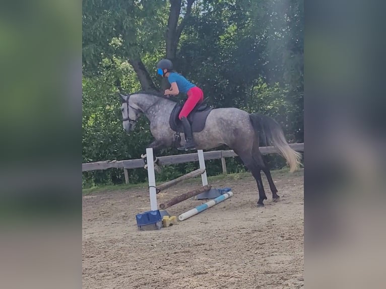 Koń berberyjski Klacz 6 lat 153 cm Siwa in Pluwig