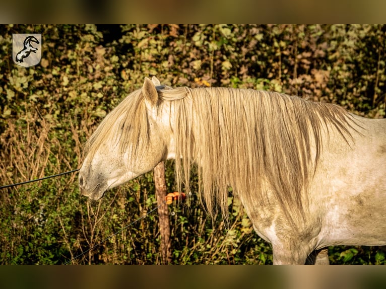 Koń berberyjski Ogier 19 lat 152 cm Siwa jabłkowita in Limbourg