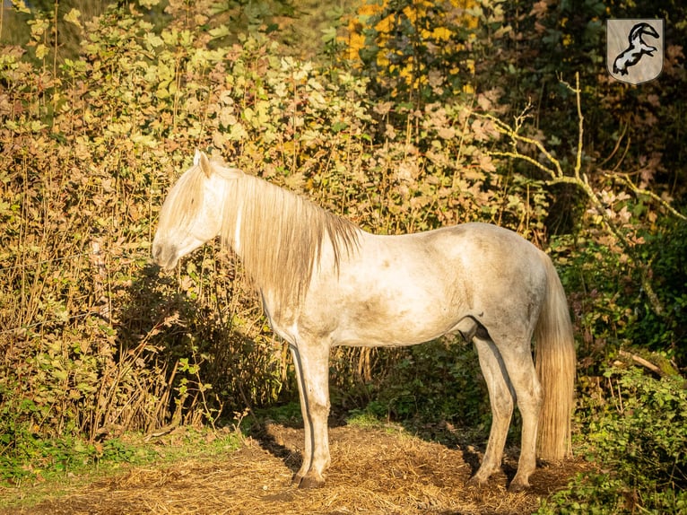 Koń berberyjski Ogier 19 lat 152 cm Siwa jabłkowita in Limbourg