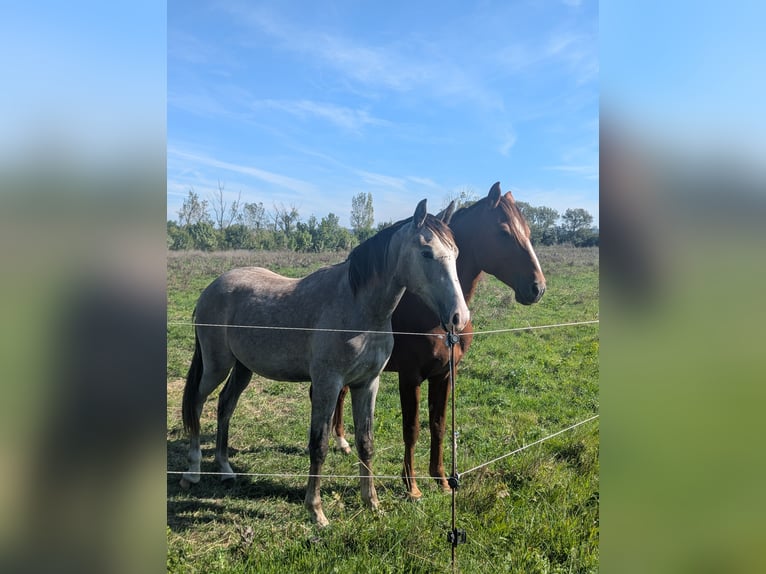 Koń berberyjski Ogier 1 Rok 150 cm Siwa in Theziers