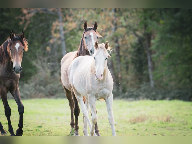 Koń berberyjski Ogier 1 Rok 154 cm Może być siwy in Langerwehe