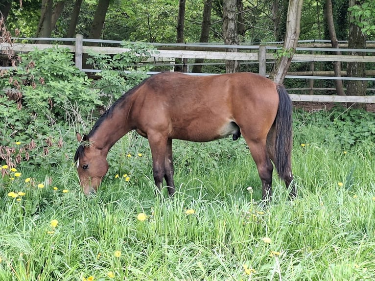 Koń berberyjski Ogier 1 Rok 155 cm Gniada in Zülpich-Schwerfen