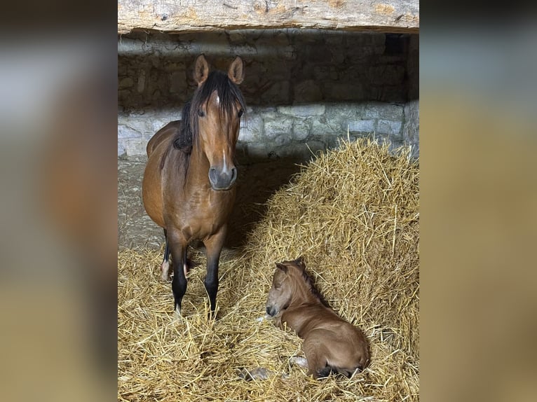 Koń berberyjski Ogier 1 Rok 159 cm Jelenia in LangerweheLangerwehe