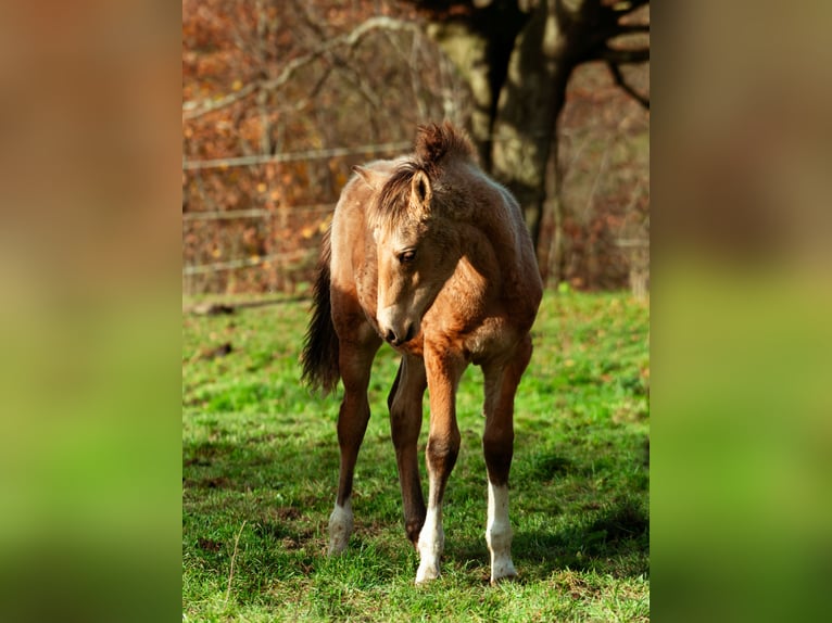 Koń berberyjski Ogier 1 Rok 159 cm Jelenia in LangerweheLangerwehe