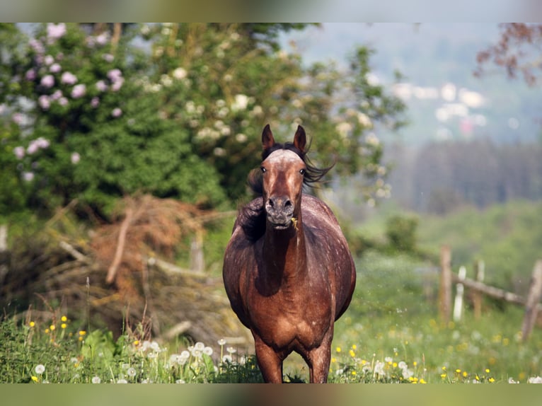 Koń berberyjski Ogier 2 lat 150 cm in Bad Neuenahr-Ahrweiler