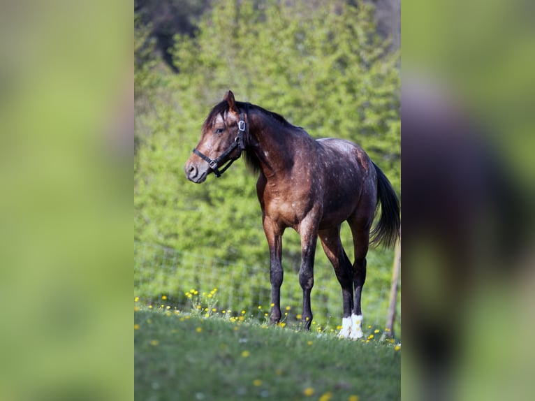 Koń berberyjski Ogier 2 lat 150 cm in Bad Neuenahr-Ahrweiler