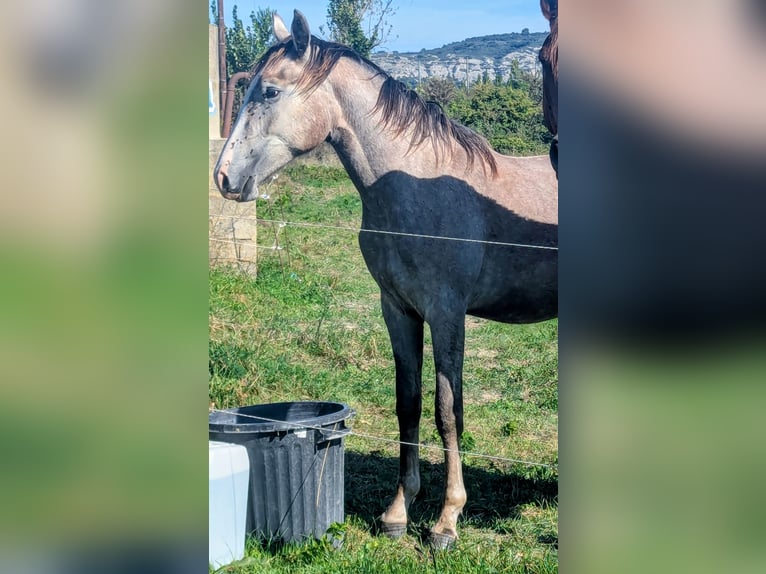 Koń berberyjski Ogier 2 lat 150 cm Siwa in Theziers