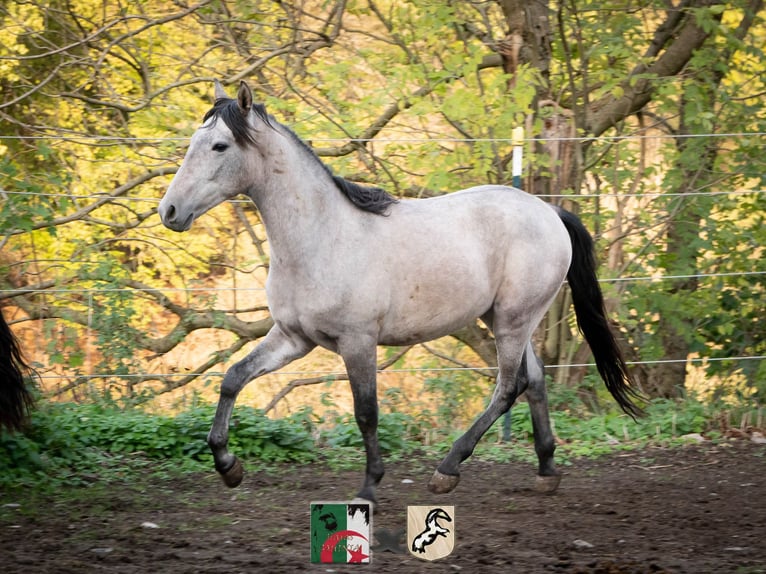 Koń berberyjski Ogier 3 lat 150 cm Stalowosiwy in Langerwehe