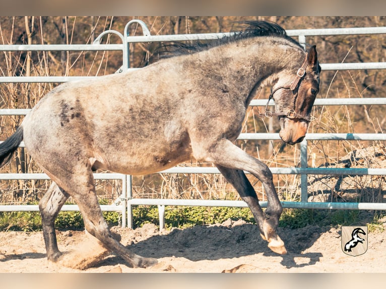 Koń berberyjski Ogier 4 lat 155 cm Karodereszowata in Goe