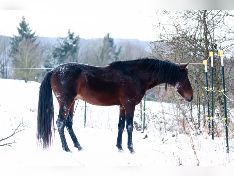 Koń berberyjski Ogier 9 lat 155 cm Ciemnogniada in Goe