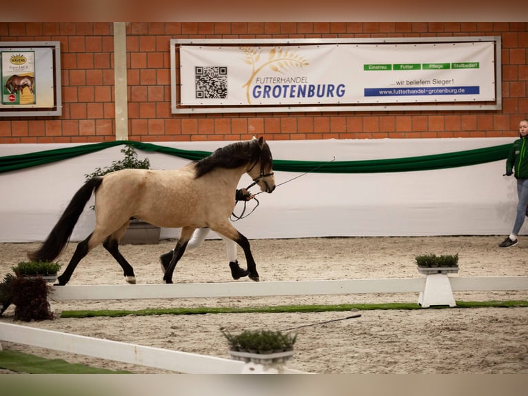 Koń berberyjski Ogier Jelenia in Neuhaus am Inn