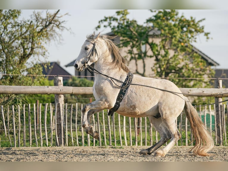 Koń berberyjski Ogier Siwa jabłkowita in Langerwehe
