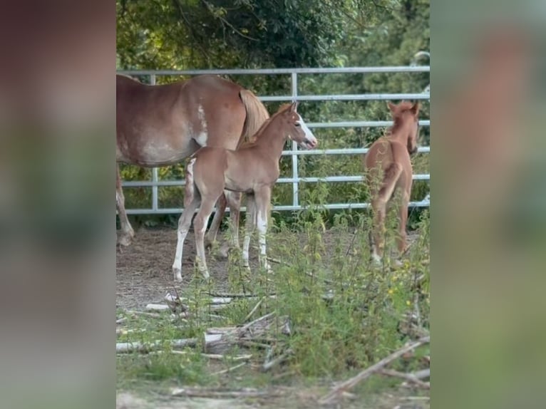 Koń berberyjski Ogier Źrebak (07/2025) 154 cm Może być siwy in Langerwehe