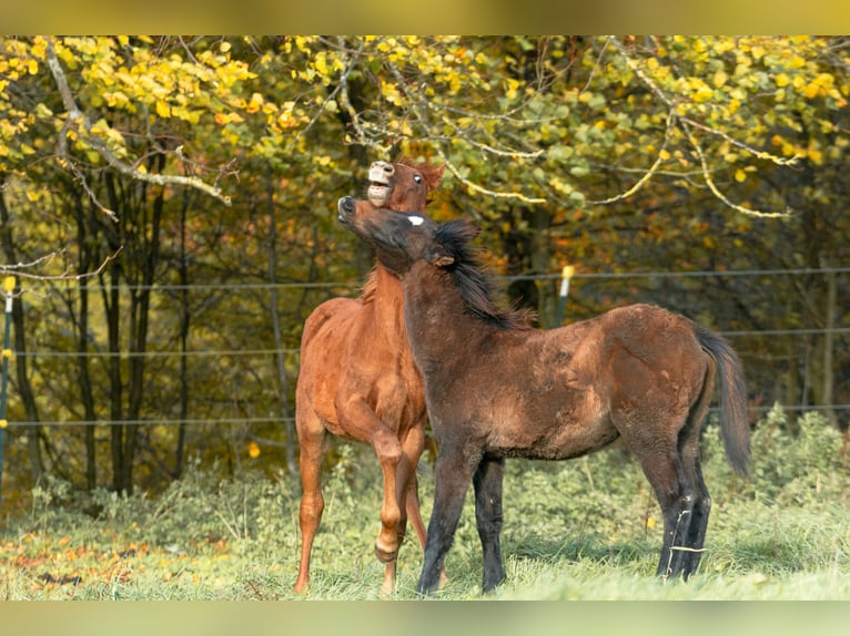 Koń berberyjski Ogier Źrebak (05/2025) 155 cm Kasztanowata in Go&#xE9;