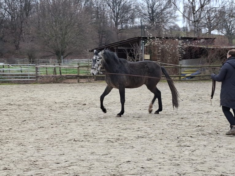 Koń berberyjski Wałach 3 lat 156 cm Siwa in Zülpich Schwerfen
