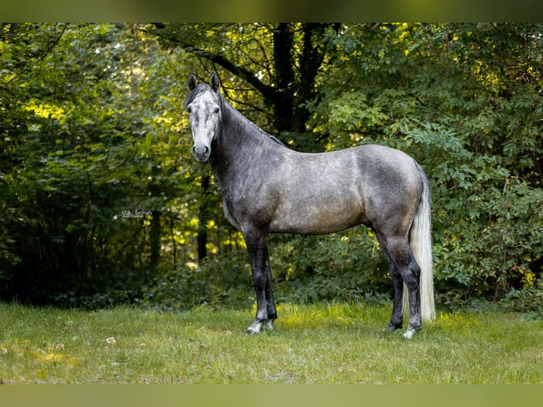 Koń berberyjski Wałach 4 lat 155 cm Siwa in Nagold