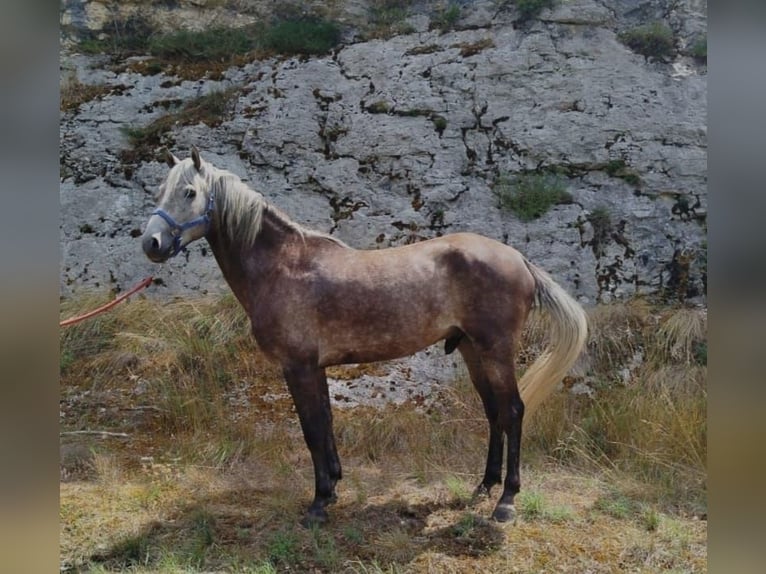 Koń berberyjski Wałach 4 lat 156 cm Siwa in Belley