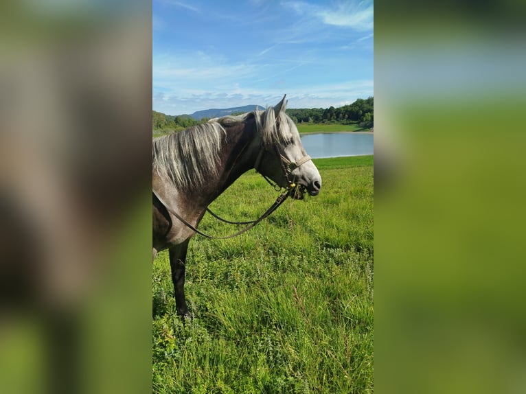 Koń berberyjski Wałach 4 lat 156 cm Siwa in Belley