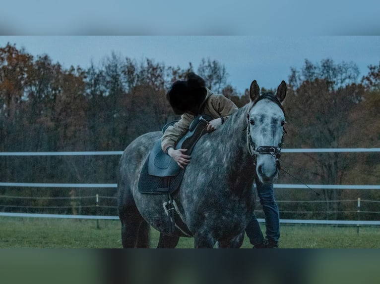 Koń berberyjski Wałach 7 lat 160 cm Karosiwa in Altendorf