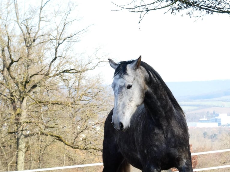 Koń berberyjski Wałach 7 lat 165 cm Karosiwa in Altendorf
