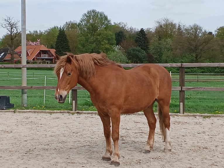 Koń berberyjski Mix Wałach 12 lat 150 cm Kasztanowata in Oldenburg