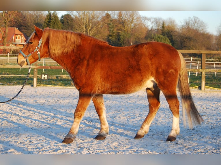 Koń berberyjski Mix Wałach 12 lat 150 cm Kasztanowata in Oldenburg