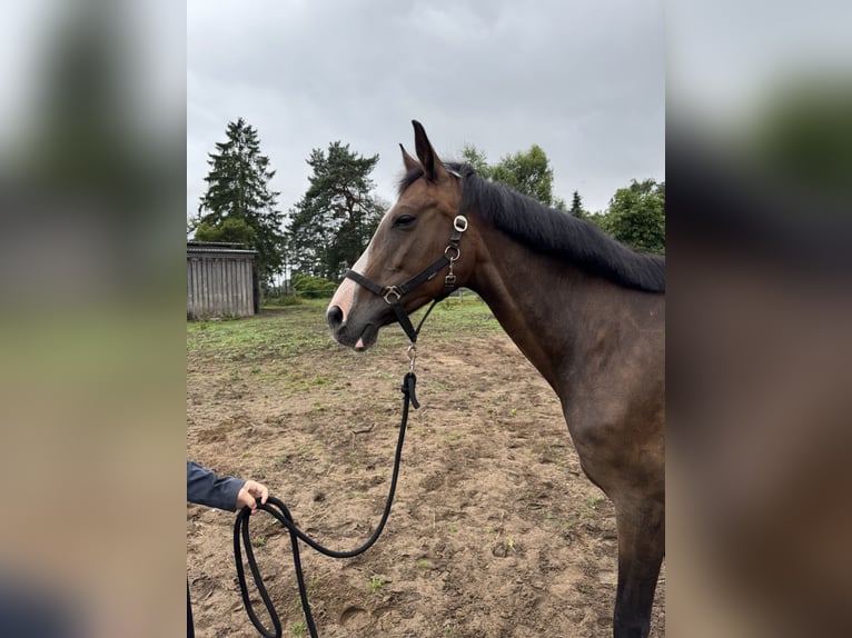 Koń brandenburski Klacz 14 lat 165 cm Gniada in Wendorf