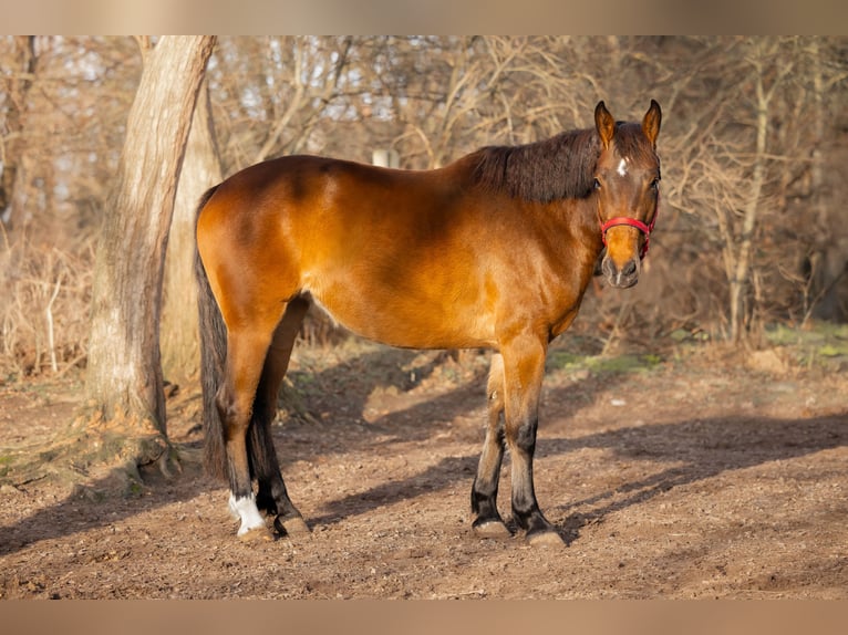 Koń brandenburski Mix Klacz 3 lat 164 cm Gniada in Schwedt/Oder