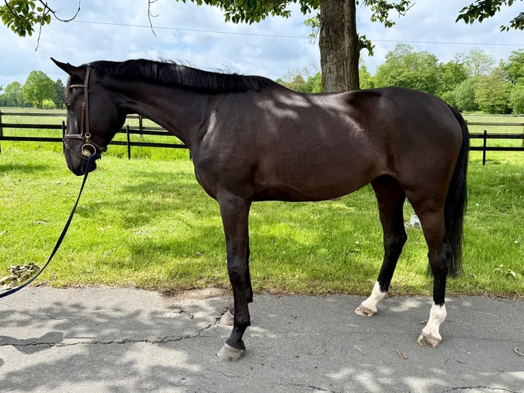 Koń brandenburski Klacz 4 lat 168 cm Kara in Münster