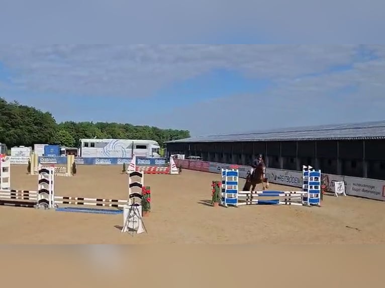 Koń brandenburski Klacz 4 lat 168 cm Kasztanowata in Tiefgraben