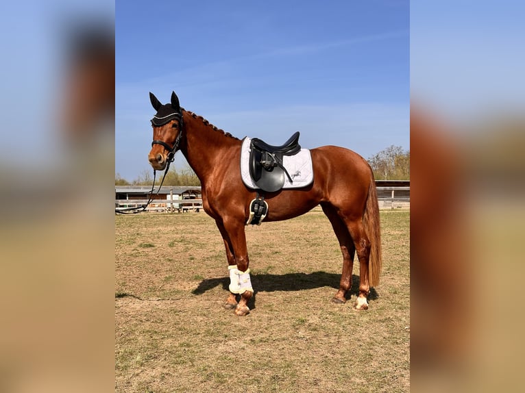 Koń brandenburski Klacz 5 lat 155 cm Kasztanowata in Leipzig