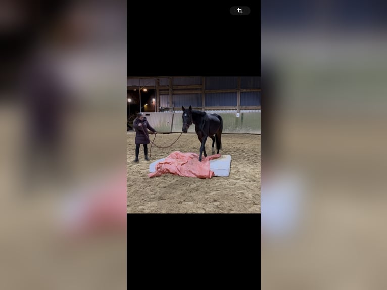 Koń brandenburski Klacz 7 lat 160 cm Ciemnogniada in Loxstedt