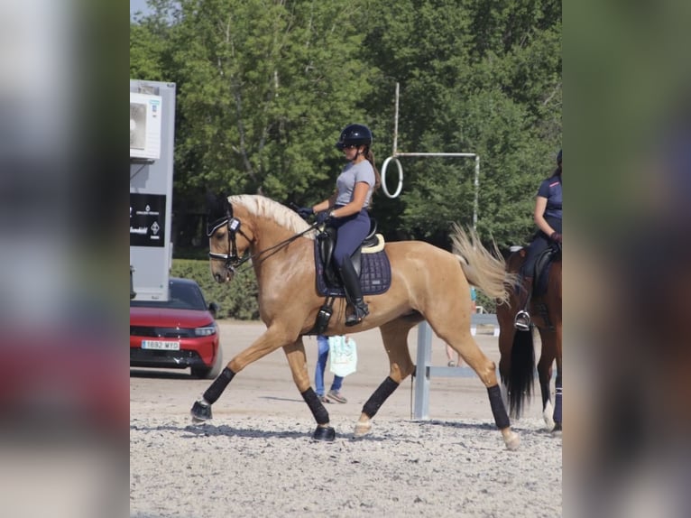 Koń brandenburski Klacz 9 lat 175 cm Izabelowata in Turis