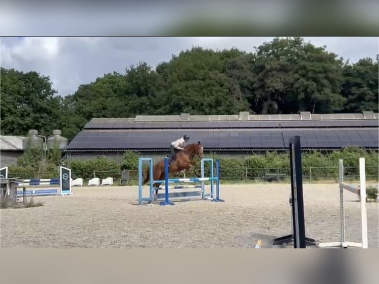 Koń brandenburski Wałach 12 lat 173 cm Kasztanowata in SAULTAIN
