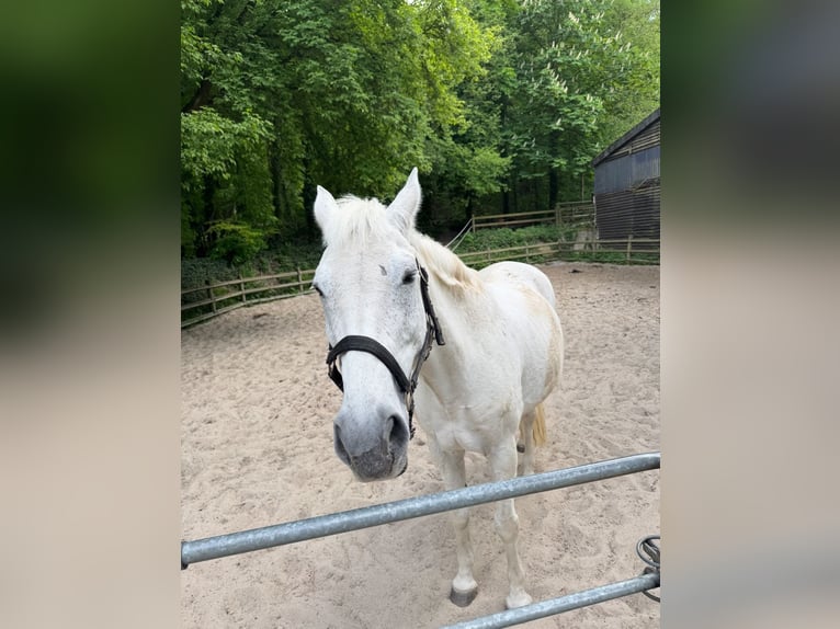 Koń brandenburski Wałach 15 lat 163 cm Siwa in Berlin