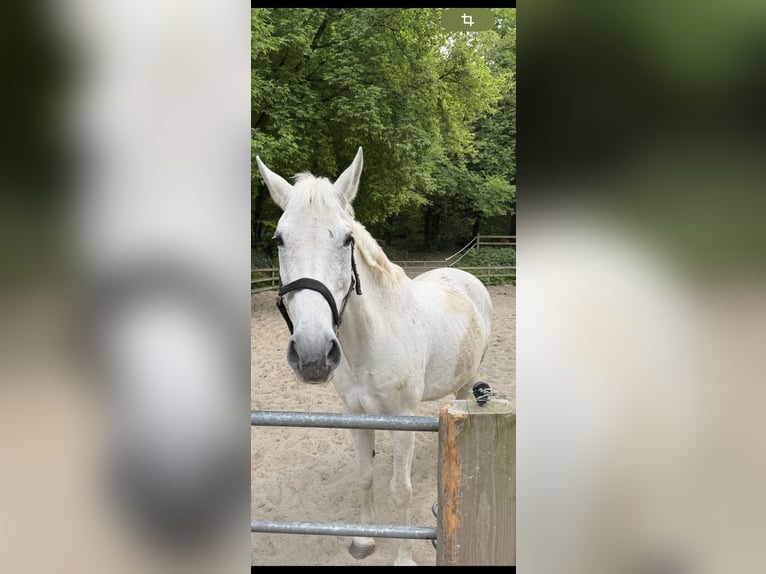 Koń brandenburski Wałach 15 lat 163 cm Siwa in Berlin