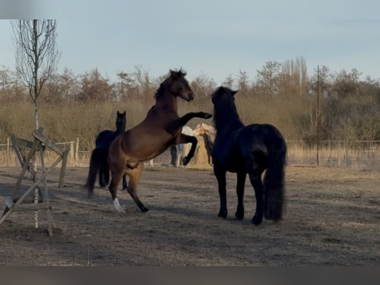 Koń brandenburski Wałach 21 lat 165 cm Gniada in Krielow
