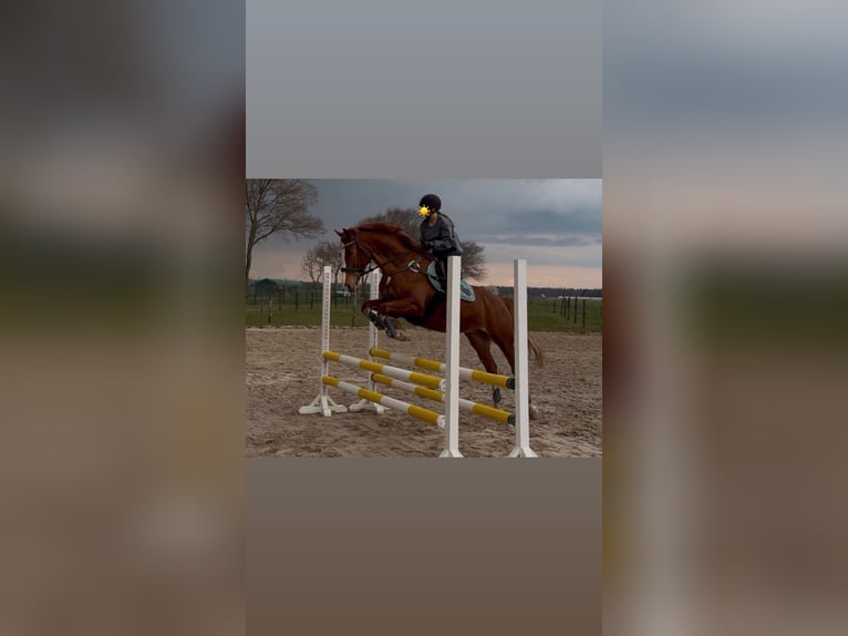 Koń brandenburski Wałach 6 lat 165 cm Kasztanowata in Pulheim