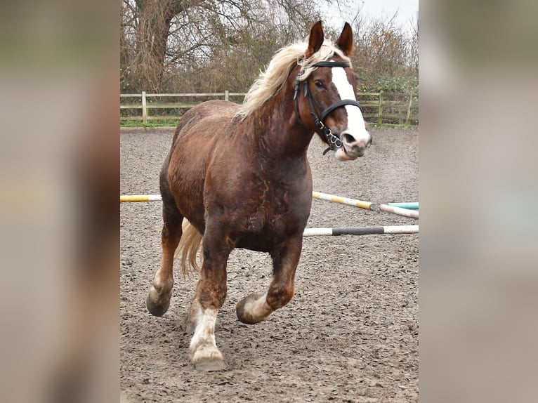 Koń bretoński Klacz 12 lat 162 cm Kasztanowata in Rozenburg