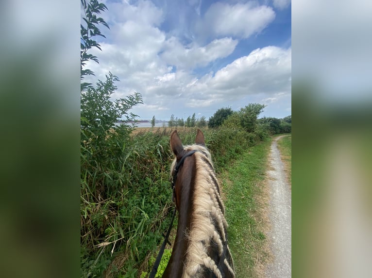 Koń bretoński Klacz 12 lat 162 cm Kasztanowata in Rozenburg