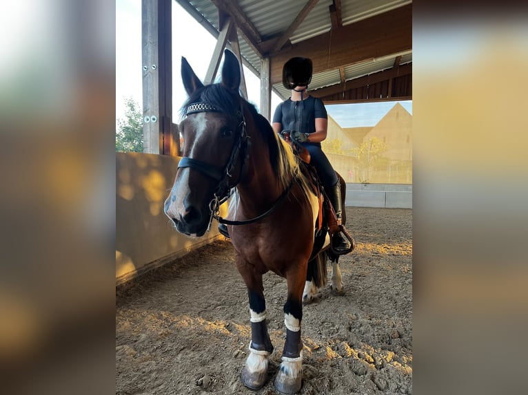 Koń bretoński Klacz 16 lat 162 cm in NördlingenNördlingen