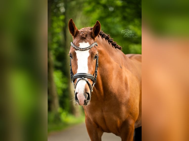 Koń bretoński Mix Klacz 4 lat 147 cm Kasztanowata in Wouwse Plantage