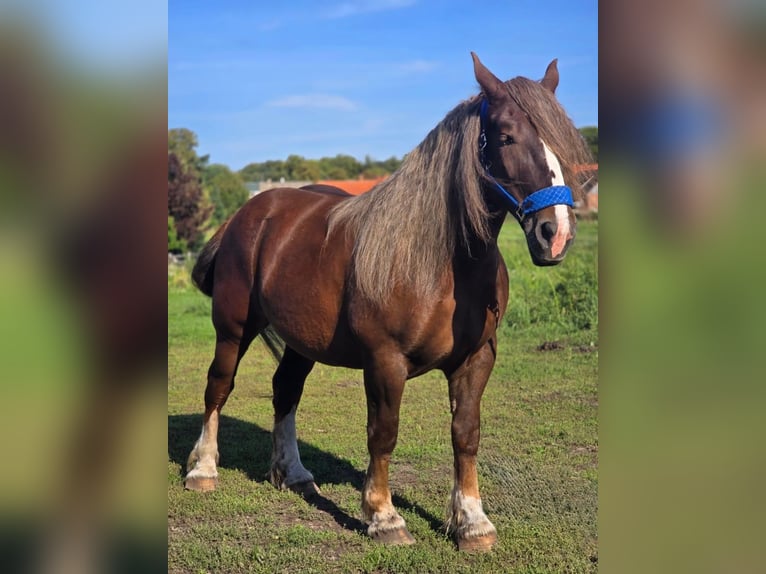 Koń bretoński Klacz 6 lat 165 cm Ciemnokasztanowata in Gro&#xDF; Plasten